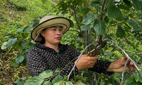 Lạng Sơn xác định danh mục giống ưu tiên, đẩy mạnh tái cơ cấu nông nghiệp giai đoạn 2026 – 2030
