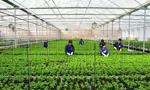 Đà Nẵng ban hành chính sách hỗ trợ khuyến nông từ ngân sách nhà nước