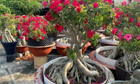 Hoa Sứ Bình Dương: Hành trình 15 năm và "Trái ngọt" đầu tay của anh Đặng Quốc Anh