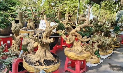 Phôi linh sam – Giá trị của thời gian và sự kiên nhẫn