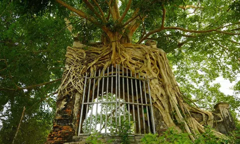 Cây đa cổ thụ 'ôm trọn' cổng phủ trăm năm ở Nghệ An