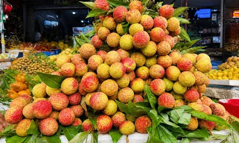 Vải thiều đầu mùa hút khách, giá tăng mạnh so với năm trước