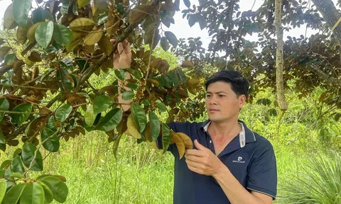 Bỏ chôm chôm, trồng vú sữa tím: Nông dân Cần Thơ thu hơn 300 triệu đồng mỗi năm