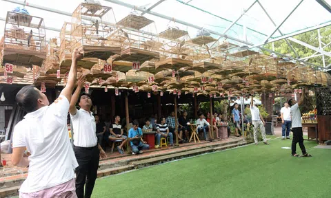 Nuôi nhốt không phép, thi chim tiền tỷ: thú chơi chim cảnh đang đi về đâu?