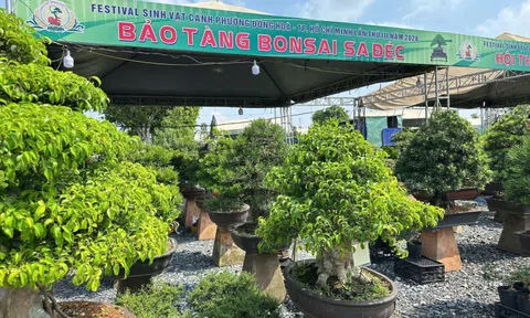 Bảo tàng Bonsai Sa Đéc – Dấu ấn lan tỏa tại Festival Sinh vật cảnh & Cây xanh Di sản lần III
