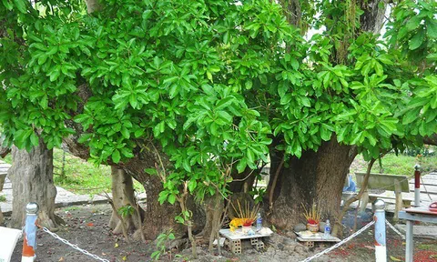 Cây di sản ở Cần Thơ: Gắn bảo tồn thiên nhiên với phát triển du lịch cộng đồng