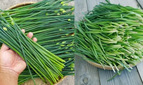 Loại rau dân dã người Việt ăn hàng ngày nhưng ít ai biết tác dụng với nam giới