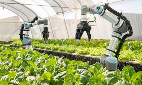 Hà Nội đặt mục tiêu đến năm 2030: 50% vùng sản xuất nông nghiệp tập trung ứng dụng IoT