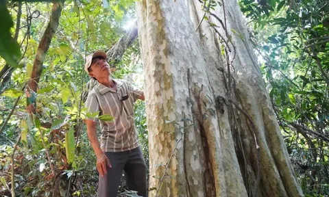 Ngôi làng ở Gia Lai giữ khu rừng cổ thụ hàng trăm năm giữa vùng bán sơn địa