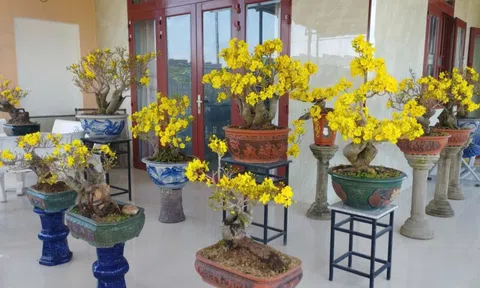 Theo dấu mai vàng: Truyền thuyết Chế Mân - Huyền Trân và rừng mai Bình Thuận nghìn năm