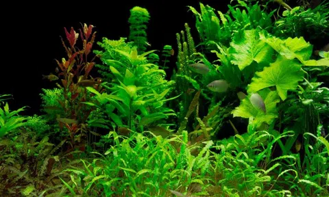 Ánh sáng, CO₂ và dinh dưỡng: “Tam giác quyền lực” quyết định vẻ đẹp bể thủy sinh