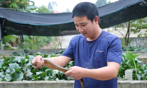 Nuôi lươn không bùn, hướng đi hiệu quả của nông dân Nghệ An