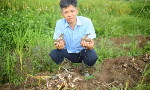 Người "thuần hóa" thủy tiên trên đất Việt: Hành trình vượt qua điều không tưởng