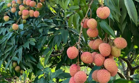 Mất mùa vải thiều, Hải Phòng lấy chất lượng bù sản lượng