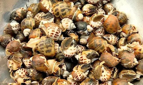 Ốc hương – con đặc sản “khó chiều” nhưng giúp nhiều hộ ven biển Ninh Bình thu tiền tỷ
