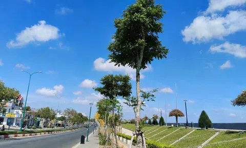 Cẩm lai rừng – Từ loài gỗ quý hiếm đến cây công trình xanh cho đô thị