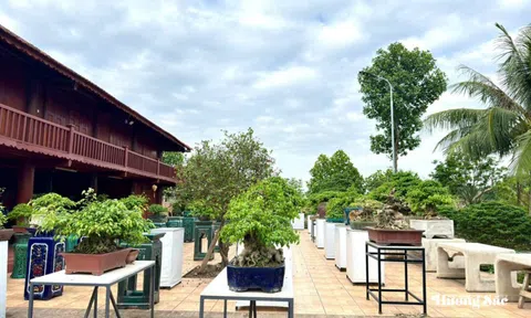 Nhà vườn Minh Hạnh: Chọn lối đi riêng để giữ hồn bonsai Việt