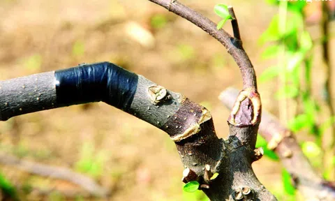 Thủ thuật tạo đường cong trên phôi Bonsai