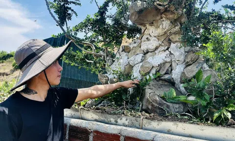 Nguyễn Ngọc Phụng - chàng trai 9X đam mê những cây duối cổ thụ