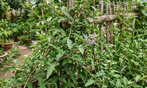 Loại lá mọc đầy vườn nhưng nhiều người bỏ qua: Đun nước uống đúng cách có thể hỗ trợ gan hoạt động khỏe hơn