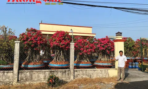 Mười Cảng: Người thổi hồn vào những gốc sứ Tây Ninh