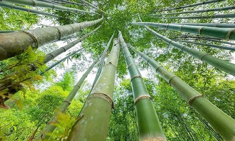 Sơn La muốn biến 143.000 ha rừng tre nứa thành chuỗi giá trị xanh