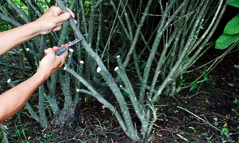 Hướng dẫn kỹ thuật giâm cành hiệu quả, tỷ lệ sống cao