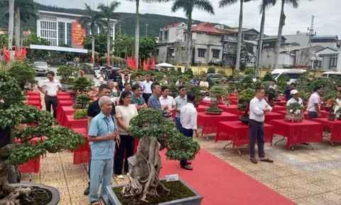 Quảng Ninh: Nâng chất lượng “làm nghề” – nền tảng xây dựng thương hiệu sinh vật cảnh