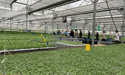 Sinh vật cảnh Hải Phòng trước cơ hội từ chính sách phát triển nông nghiệp hàng hóa