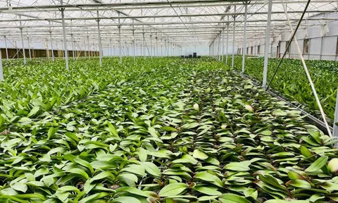 Hiểu đúng CITES để khơi thông nguồn lực cho ngành Hoa – Cây cảnh Việt Nam