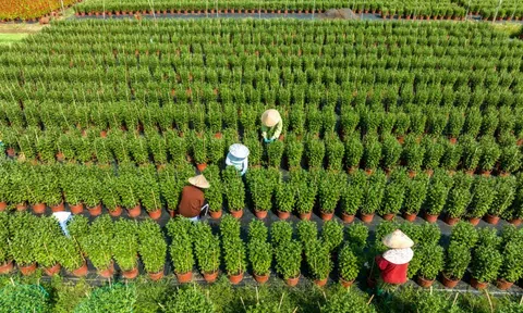 Phát triển hoa, cây kiểng TP.HCM gắn với OCOP và du lịch