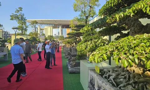 Hội tụ tinh hoa bonsai và suiseki trong ASPAC -18 tại thành phố Bắc Ninh