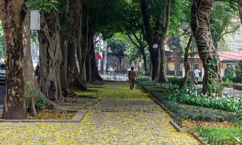 Hà Nội định hình diện mạo mới cho những tuyến phố rợp bóng cây