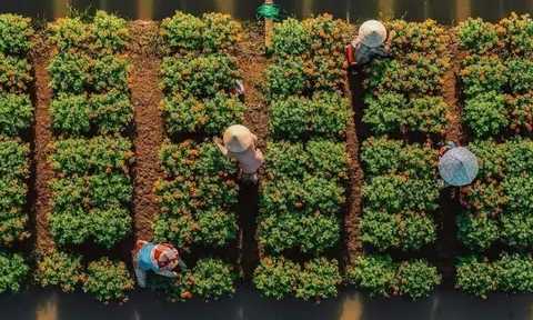Vĩnh Long nghiên cứu đề án ngân hàng giống nông nghiệp và hoa kiểng