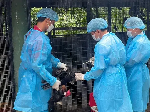 Hàng rào thú y và bài toán bảo vệ sức khỏe cộng đồng