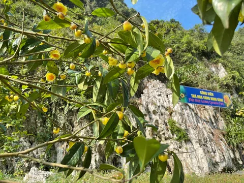 Công viên ở Ninh Bình lưu giữ hơn 35 loài trà hoa vàng quý hiếm