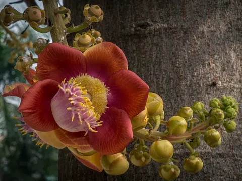 Sala - loài cây 'vô ưu' đang được giới nhà vườn săn tìm