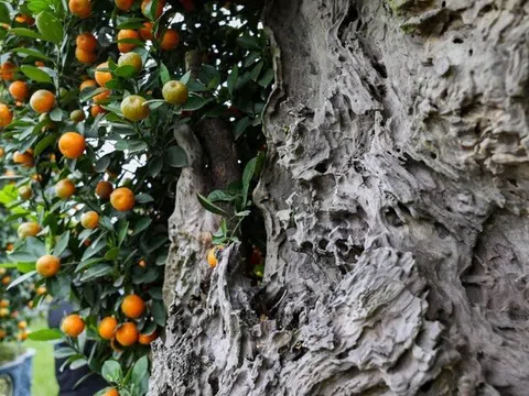 Mục sở thị quất 'nhà giàu' giá chục triệu đồng sẵn sàng xuống phố