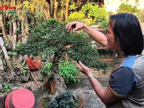 Chia sẻ về cây sam núi trái với Giám đốc Bảo tàng tỉnh Quảng Ngãi