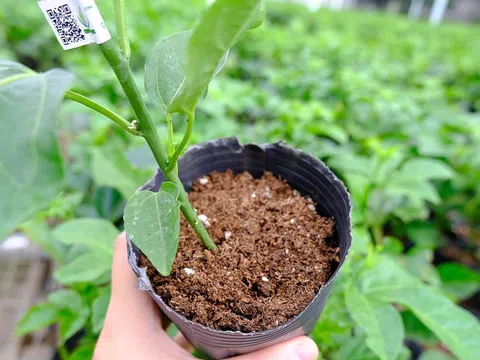 Quy định cách ly 3 tháng với cây trồng nhập khẩu kèm đất