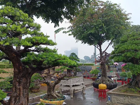 Quyết định về việc công nhận “Nhà vườn Sinh vật cảnh tiêu biểu” năm 2025