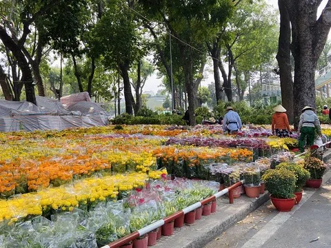 Thị trường hoa Tết: Những biến động âm thầm phía sau sắc xuân rực rỡ