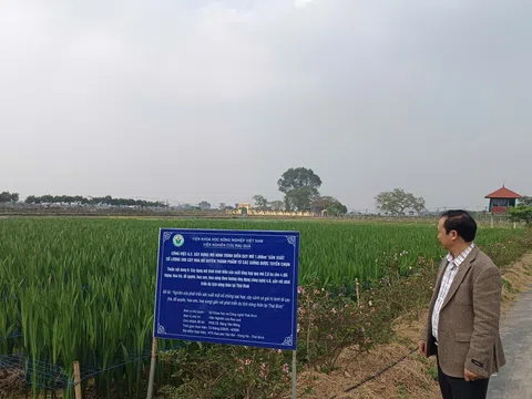 Nghị định số 33/2026/NĐ-CP của Chính phủ: Sửa đổi, bổ sung một số điều của các Nghị định trong lĩnh vực trồng trọt và bảo vệ thực vật