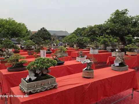 Hội Sinh vật cảnh và Làm vườn Quảng Ninh sẵn sàng cho Triển lãm, dự thi Bonsai nghệ thuật năm 2026