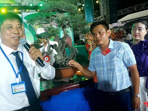 Kỷ niệm 2 năm thành lập CLB SVC Thiên Bút: Dấu ấn cây cảnh nghệ thuật Quảng Ngãi