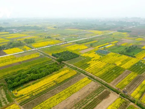 Hưng Yên: Rải vụ trồng hoa cúc giúp nông dân tăng thu nhập, giảm áp lực mùa vụ