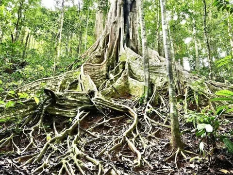 Gia Lai: 6 cây cổ thụ hoành tráng với gốc rễ kỳ dị, đẹp như “mái tóc nữ thần rừng”