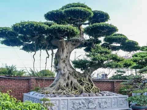 Chiêm ngưỡng bộ sanh trăm tuổi được giới chơi cây cảnh săn lùng ở Ninh Bình