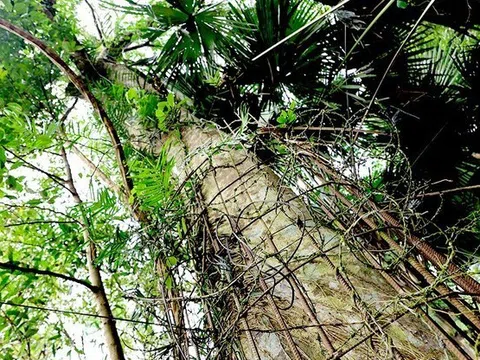 Cây trầm hương 500 năm tuổi ở Hà Tĩnh được vinh danh Cây Di sản Việt Nam