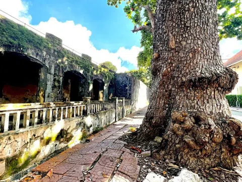 Sức sống bền bỉ của những cây cổ thụ trăm tuổi giữa Côn Đảo